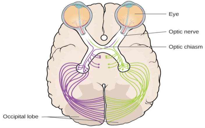 An illustration shows the location of the occipital lobe, optic chiasm, optic nerve, and the eyes in relation to their position in the brain and head.