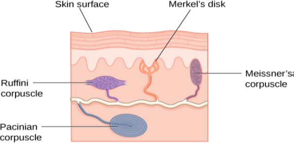 An illustration shows “skin surface” underneath which different receptors are identified: the “pacinian corpuscle,” “ruffini corpuscle,” “merkel’s disk,” and “meissner’s corpuscle.”