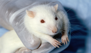 A photograph shows a rat.
