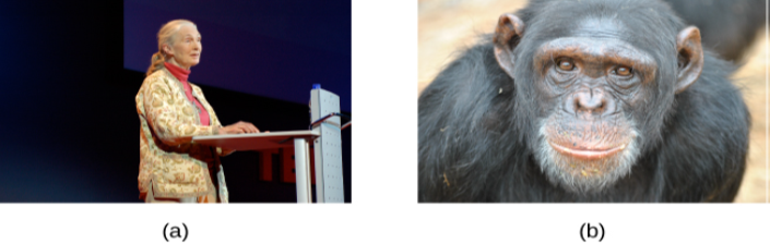 (a) A photograph shows Jane Goodall speaking from a lectern. (b) A photograph shows a chimpanzee’s face.