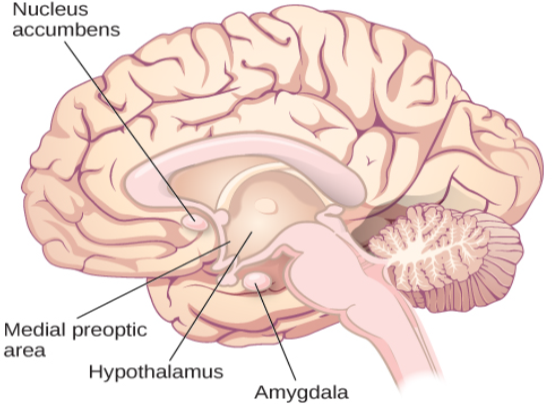An illustration of the brain labels the locations of the “nucleus accumbeus,” “hypothalamus,” “medial preoptic area,” and “amygdala.”