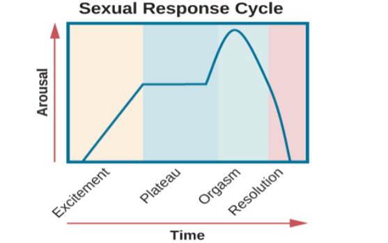 A graph titled “Sexual response cycle” has an x-axis labeled “time” and a y-axis labeled “arousal.” Four phases are depicted. In the “excitement” phase the arousal level increases from the bottom to midway on the graph. In the “plateau” phase the arousal level remains mostly steady at the midpoint of the graph and then begins to rise at the end of the plateau phase. At the “orgasm” phase, the arousal level sharply increases, peaks at the top of the graph, and then declines to the midway point. In the “resolution” phase the graph drops from the midway point to the bottom.