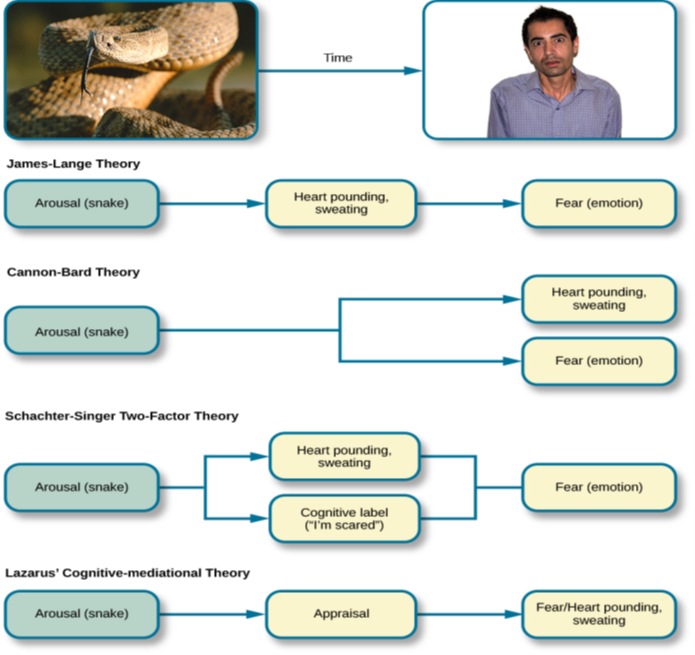 A diagram shows a photograph of a snake on the left and a photograph of a frightened person on the right, with an arrow labeled “time.” Beneath the photos are flow diagrams of four theories of emotion. In the “James-Lange theory,” a box labeled “arousal (snake)” leads to a box labeled “heart pounding, sweating,” which leads to a box labeled “fear (emotion).” In the “Cannon-Bard theory,” a box labeled “arousal (snake)” splits into two boxes labeled “heart pounding, sweating,” and “fear (emotion).” In the “Schachter-Singer Two-Factor theory,” a box labeled “arousal (snake)” leads to two boxes labeled “heart pounding, sweating” and cognitive label (“I’m scared)” which then lead to a single box labeled “fear (emotion).” In the “Lazarus’ Cognitive-mediational theory,” a box labeled “arousal (snake)” leads to a box labeled “appraisal,” which leads to a box labeled “fear/heart pounding, sweating.”