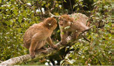 A photograph shows two monkeys face to face.