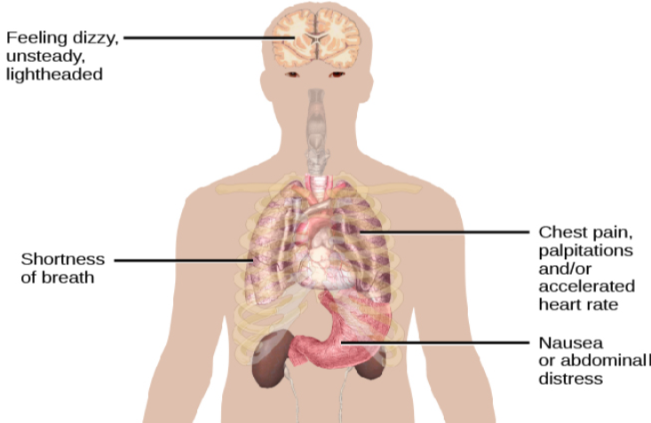 A diagram shows an outline of a person’s upper body. Within this outline, some of the major organs appear. The brain is labeled, “Feeling dizzy, unsteady, lightheaded.” The heart is labeled, “Chest pain, palpitations and/or accelerated heart rate.” The lungs are labeled, “Shortness of breath.” The stomach is labeled, “Nausea or abdominal distress.”