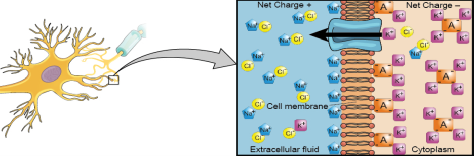 A close-up illustration depicts the difference in charges across the cell membrane, and shows how Na and K cells concentrate more closely near the membrane.