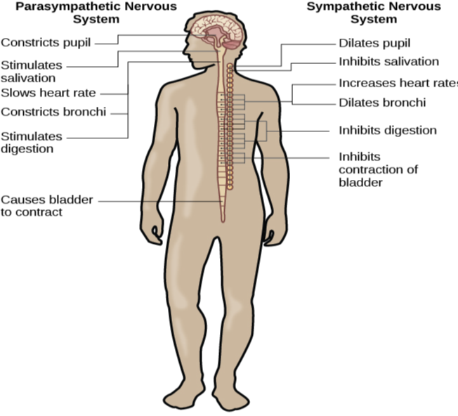 A diagram of a human body lists the different functions of the sympathetic and parasympathetic nervous system. The parasympathetic system can constrict pupils, stimulate salivation, slow heart rate, constrict bronchi, stimulate digestion, stimulate bile secretion, and cause the bladder to contract. The sympathetic nervous system can dilate pupils, inhibit salivation, increase heart rate, dilate bronchi, inhibit digestion, stimulate the breakdown of glycogen, stimulate secretion of adrenaline and noradrenaline, and inhibit contraction of the bladder.