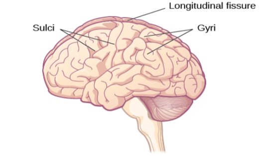 An illustration of the brain’s exterior surface shows the ridges and depressions, and the deep fissure that runs through the center.