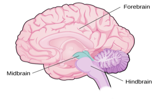 An illustration shows the position and size of the forebrain (the largest portion), midbrain (a small central portion), and hindbrain (a portion in the lower back part of the brain).