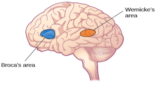An illustration shows the locations of Broca’s and Wernicke’s areas.