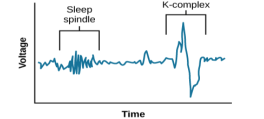 A graph has an x-axis labeled “time” and a y-axis labeled “voltage. A line illustrates brainwaves, with two areas labeled “sleep spindle” and “k-complex”. The area labeled “sleep spindle” has decreased wavelength and moderately increased amplitude, while the area labeled “k-complex” has significantly high amplitude and longer wavelength.
