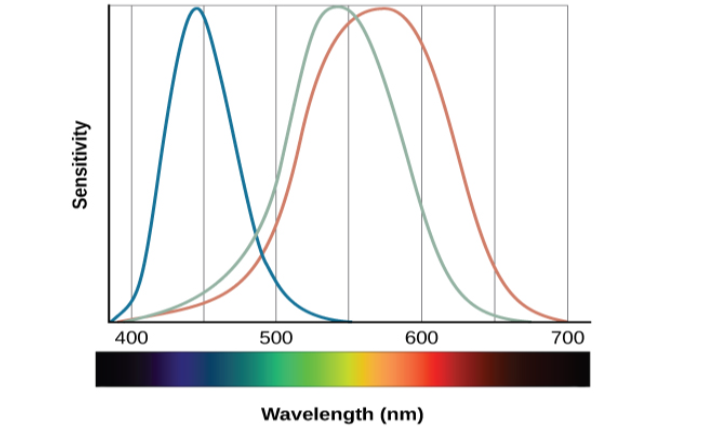 A line provides Wavelength in nanometers for “400,” “500,” “600,” and “700” nanometers. Within this line are all of the colors of the visible spectrum. Below this line, labeled from left to right are “Cosmic radiation,” “Gamma rays,” “X-rays,” “Ultraviolet,” then a small callout area for the line above containing the colors in the visual spectrum, followed by “Infrared,” “Terahertz radiation,” “Radar,” “Television and radio broadcasting,” and “AC circuits.”
