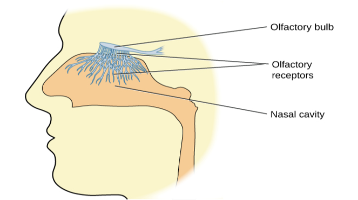 An illustration shows a side view of a human head and the location of the “nasal cavity,” “olfactory receptors,” and “olfactory bulb.”