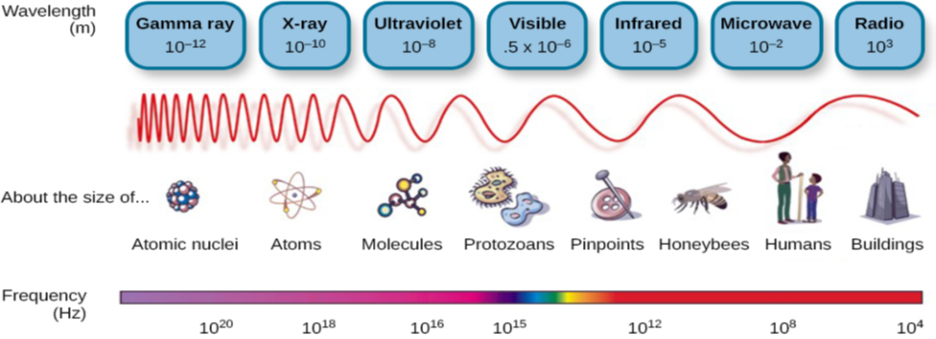 This illustration shows the wavelength, frequency, and size of objects across the electromagnetic spectrum.. At the top, various wavelengths are given in sequence from small to large, with a parallel illustration of a wave with increasing frequency. These are the provided wavelengths, measured in meters: “Gamma ray 10 to the negative twelfth power,” “x-ray 10 to the negative tenth power,” ultraviolet 10 to the negative eighth power,” “visible .5 times 10 to the negative sixth power,” “infrared 10 to the negative fifth power,” microwave 10 to the negative second power,” and “radio 10 cubed.”Another section is labeled “About the size of” and lists from left to right: “Atomic nuclei,” “Atoms,” “Molecules,” “Protozoans,” “Pinpoints,” “Honeybees,” “Humans,” and “Buildings” with an illustration of each . At the bottom is a line labeled “Frequency” with the following measurements in hertz: 10 to the powers of 20, 18, 16, 15, 12, 8, and 4. From left to right the line changes in color from purple to red with the remaining colors of the visible spectrum in between.