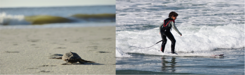 A photograph shows a baby turtle moving across sand toward the ocean. A photograph shows a young child standing on a surfboard in a small wave.