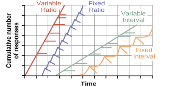 A graph has an x-axis labeled “Time” and a y-axis labeled “Cumulative number of responses.” Two lines labeled “Variable Ratio” and “Fixed Ratio” have similar, steep slopes. The variable ratio line remains straight and is marked in random points where reinforcement occurs. The fixed ratio line has consistently spaced marks indicating where reinforcement has occurred, but after each reinforcement, there is a small drop in the line before it resumes its overall slope. Two lines labeled “Variable Interval” and “Fixed Interval” have similar slopes at roughly a 45-degree angle. The variable interval line remains straight and is marked in random points where reinforcement occurs. The fixed interval line has consistently spaced marks indicating where reinforcement has occurred, but after each reinforcement, there is a drop in the line.