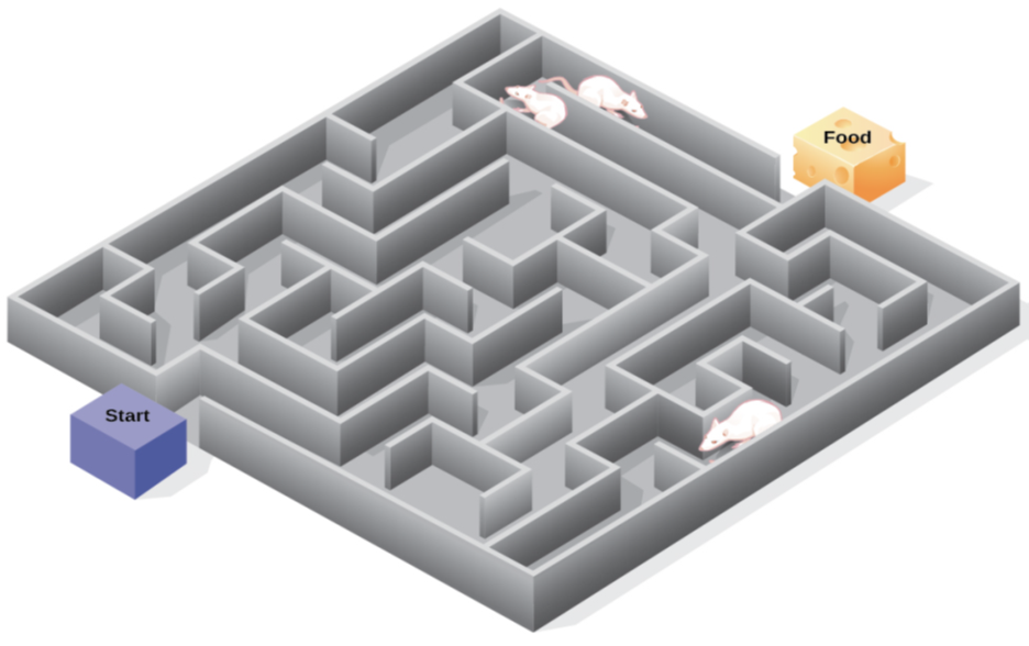 An illustration shows three rats in a maze, with a starting point and food at the end.