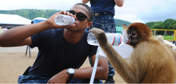 A photograph shows a person drinking from a water bottle, and a monkey next to the person drinking water from a bottle in the same manner.