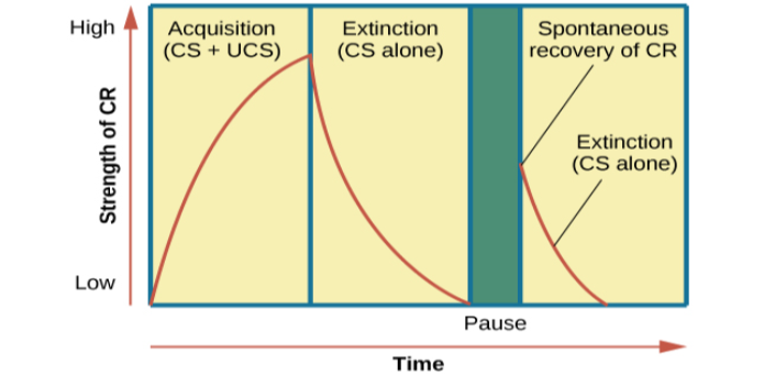 A chart has an x-axis labeled “time” and a y-axis labeled “strength of CR;” there are four columns of graphed data. The first column is labeled “acquisition (CS + UCS) and the line rises steeply from the bottom to the top. The second column is labeled “Extinction (CS alone)” and the line drops rapidly from the top to the bottom. The third column is labeled “Pause” and has no line. The fourth column has a line that begins midway and drops sharply to the bottom. At the point where the line begins, it is labeled “Spontaneous recovery of CR”; the halfway point on the line is labeled “Extinction (CS alone).”