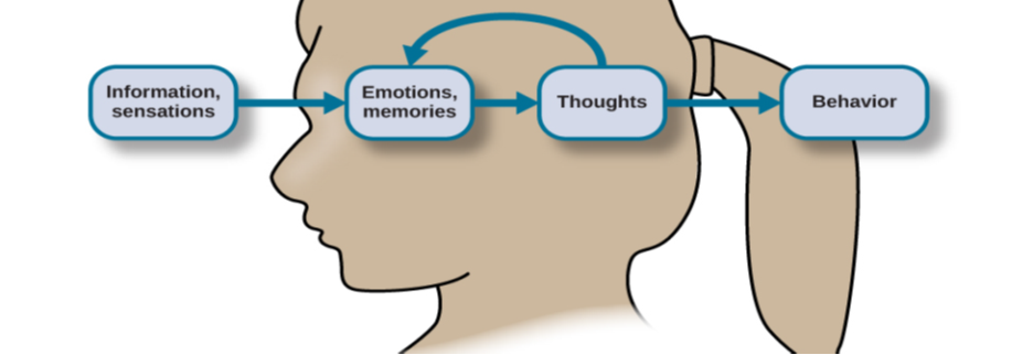 The outline of a human head is shown. There is a box containing “Information, sensations” in front of the head. An arrow from this box points to another box containing “Emotions, memories” located where the front of the person's brain would be. An arrow from this second box points to a third box containing “Thoughts” located where the back of the person's brain would be. There are two arrows coming from “Thoughts.” One arrow points back to the second box, “Emotions, memories,” and the other arrow points to a fourth box, “Behavior.”