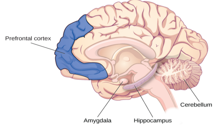 An illustration of a brain shows the location of the amygdala, hippocampus, cerebellum, and prefrontal cortex.