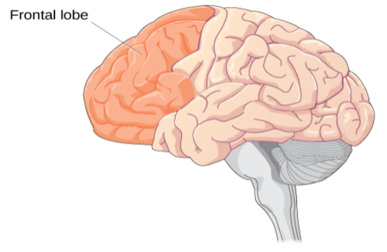 An illustration of a brain is shown with the frontal lobe labeled.