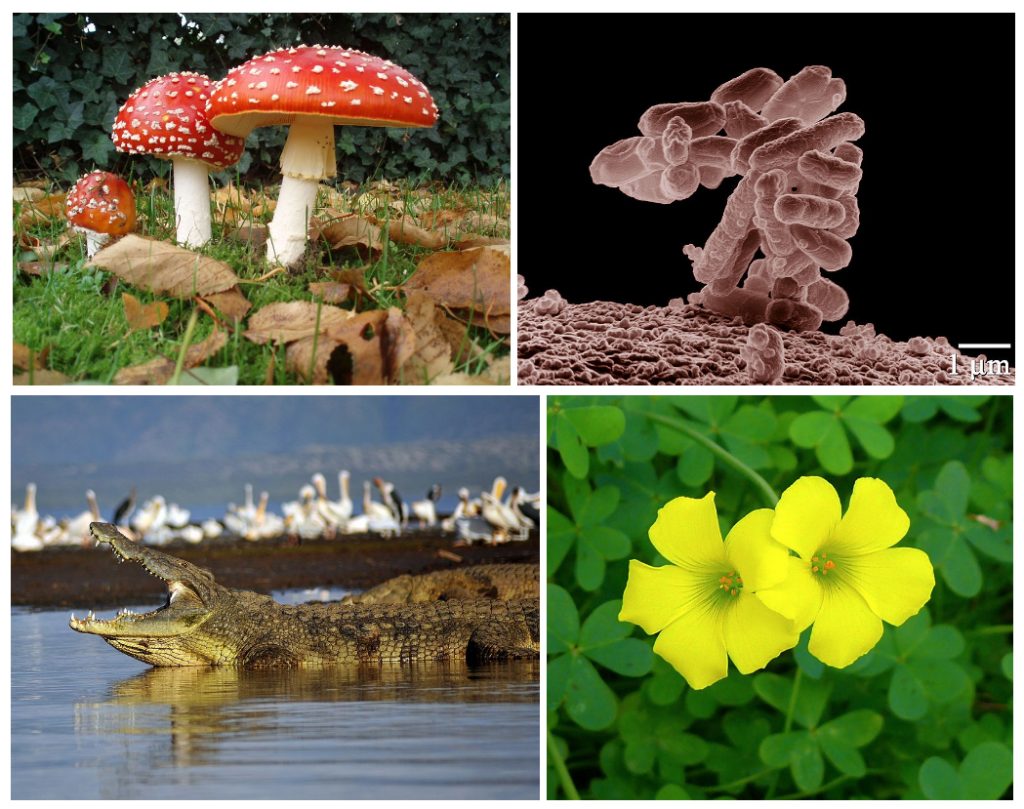 a red and white mushroom, bacteria, and alligator, and a yellow flower are four lifeforms presented as examples of the diversity of life on Earth