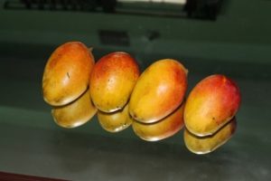 Four ripe mangos