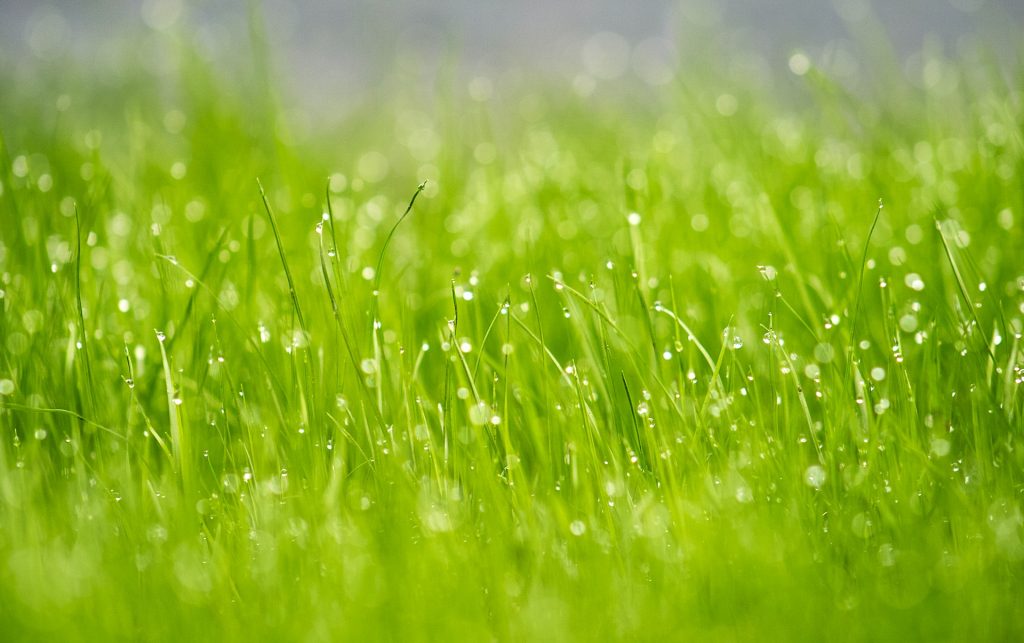 dew drops on grass