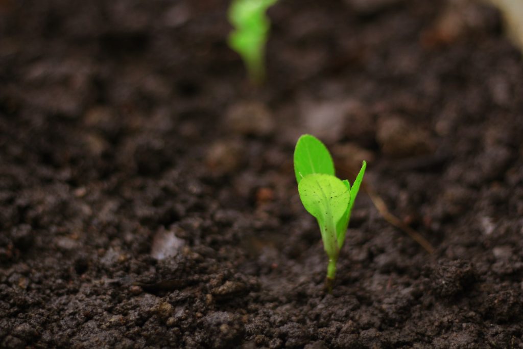 plant sprouting from soil