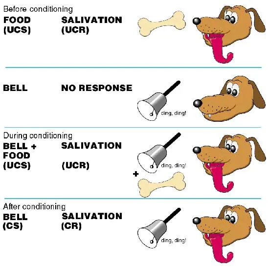 Illustration of Pavlovian conditioning of a dog to a bell
