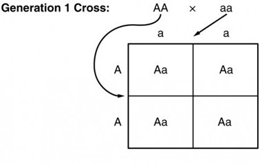 Punnett square showing the possible genetic results of one individual who is homozygous for a dominant trait (AA) and one who is homozygous (AA) for a recessive trait. The probability of expressing the dominant trait is 100%, however all possible children will also be carriers for the recessive trait (Aa)