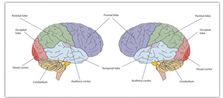Illustration of left and right hemispheres of the brain and lobe locations.