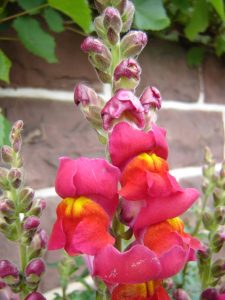Photograph of pink snapdragons