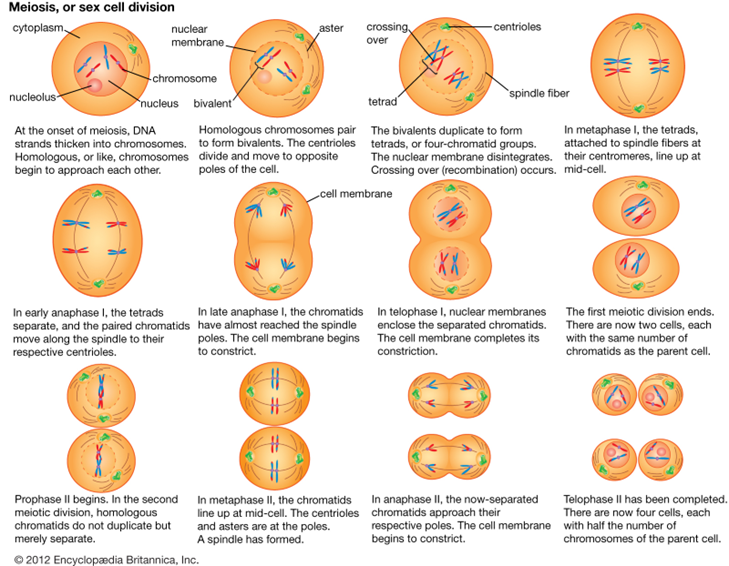 Illustration of meiosis showing each of the stages of the process.