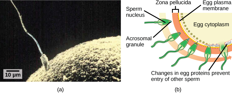Left side shows sperm penetrating the egg. Right side illustration of sperm penetrating egg and closing out other sperm from entry to the egg.