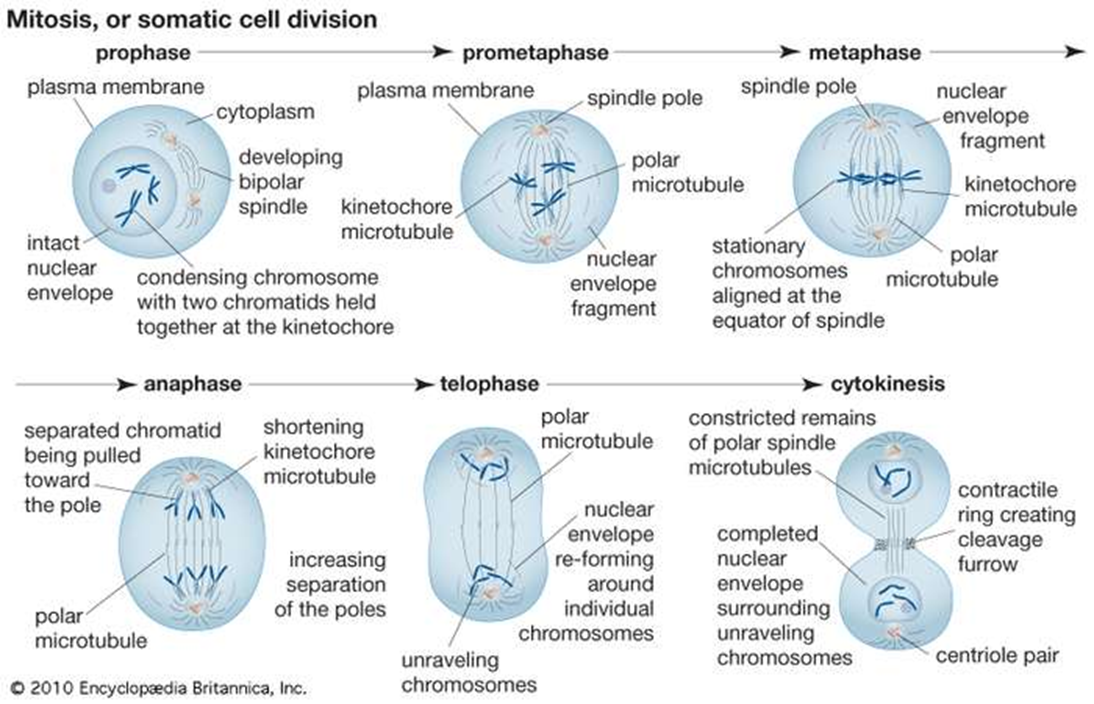 Illustration of mitosis beginning with description of prophase, then arrows going to prometaphase, metaphase, anaphase, telophase, and cytokinesis