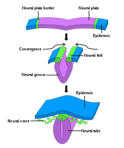 Development of the neural tube from the neural plate.