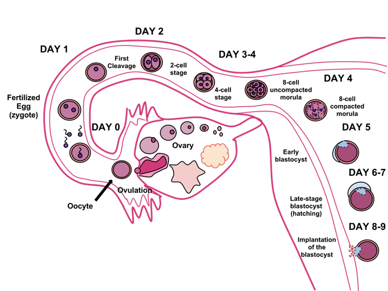 Illustration of zygote cycle beginning with ovulation, then fertilization and ending at day 8-9 when the blastocyst embeds into the uterine wall.