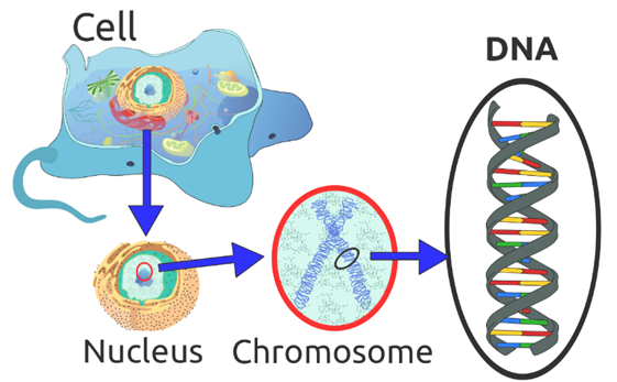 Image of DNA's location in a cell