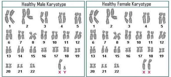 Image of karyotype and explanation of how chromosomes tend to pair