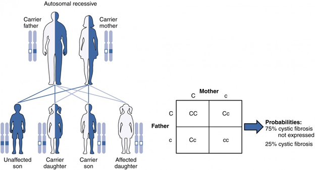 Image and Punnett Square detailing the possible transmission of cystic fibrosis when both parents are carriers for the disorder.