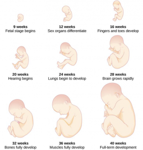 Prenatal Development – Infant and Child Development: From Conception ...