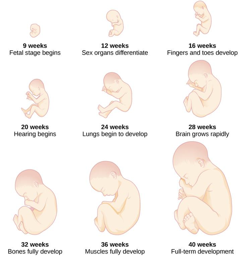 Prenatal development pf a fetus from 9 weeks until 40 weeks (full-term).
