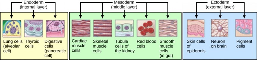 Illustration of the endoderm, mesoderm and ectoderm with arrows showing what organs and cells develop from each layer.