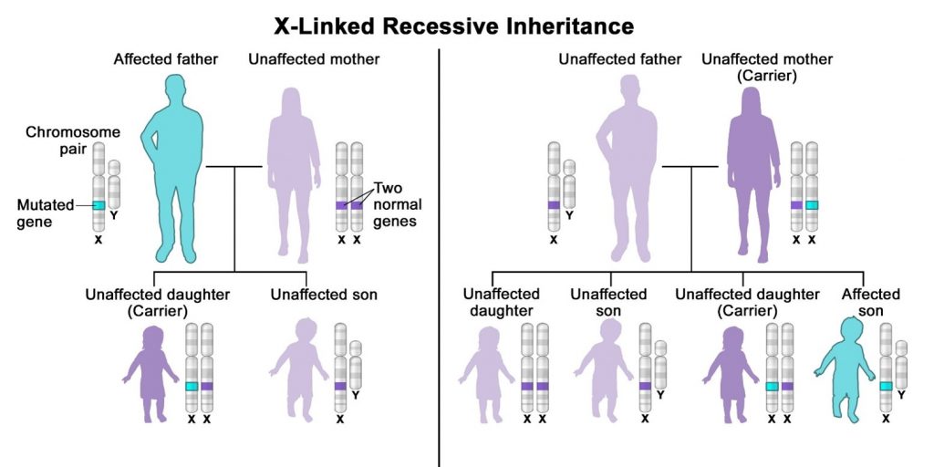 Chart detailing inheritance of x-linked recessive disorders