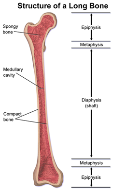 Structure of a long bone, with epiphysis labeled at the top and the bottom