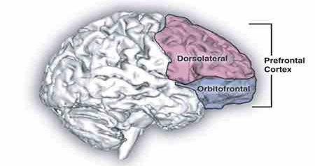The parts of the prefrontal cortex that are vital to executive function.