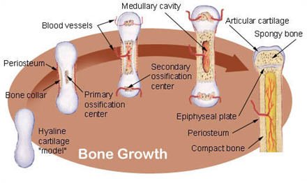 Illustration of bone growth and development