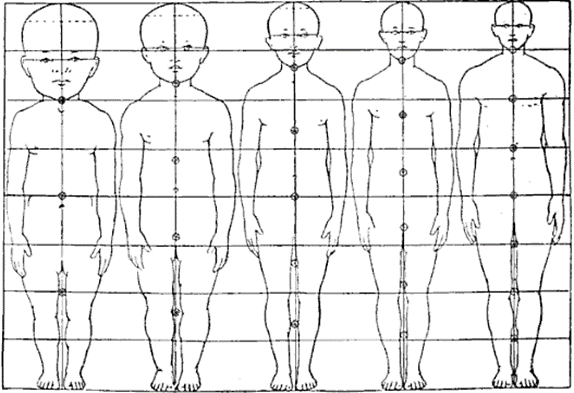 Illustration of body proportions from infancy to adulthood
